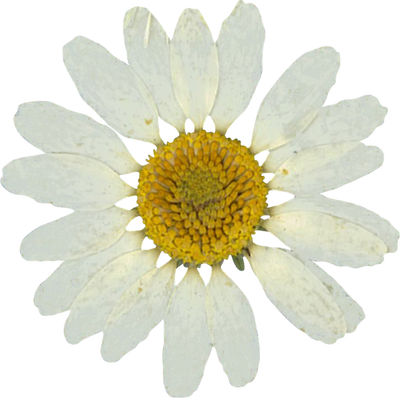 Pressed daisy flower